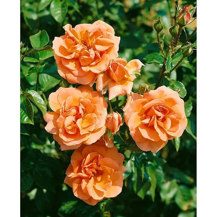 Pflanzen für dich Strauchrose 5-7,5 Liter - Rosa 'Westerland', Orange - Lebendige orangefarbene Rosen blühen.