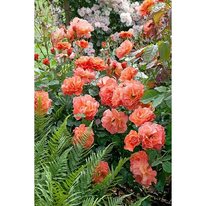 Pflanzen für dich Strauchrose 5-7,5 Liter - Rosa 'Westerland', Orange - Leuchtend orange-pfirsichfarbene Rosen blühen in einem Garten, mit üppigen grünen Farnen im Vordergrund und helleren Rosen im Hintergrund.