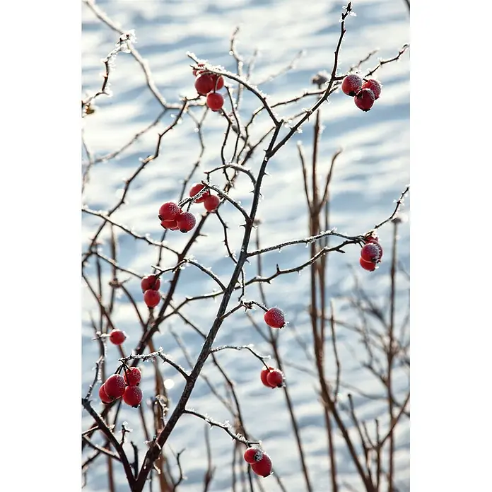 Pflanzen für dich Strauchrose 60-100 cm - Rosa canina, Rosa - Winterzweige mit roten Hagebutten, leicht gefrostet, vor einem weich verschwommenen blau-weißen Hintergrund.