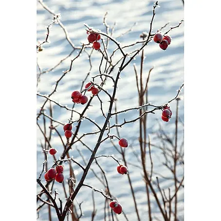 Pflanzen für dich  Strauchrose 60-100 cm