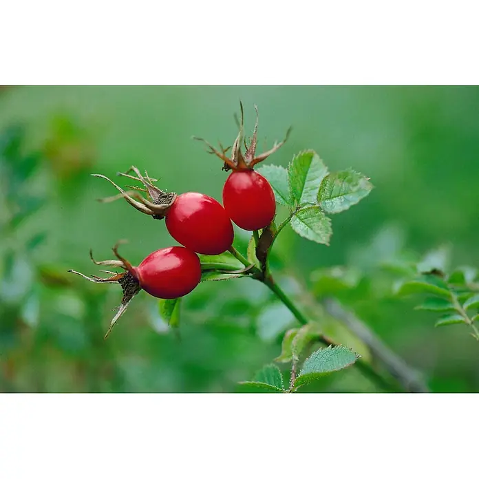 Pflanzen für dich Strauchrose 60-100 cm - Rosa canina, Rosa - Drei leuchtend rote Hagebutten mit grünen Blättern an einem Zweig.