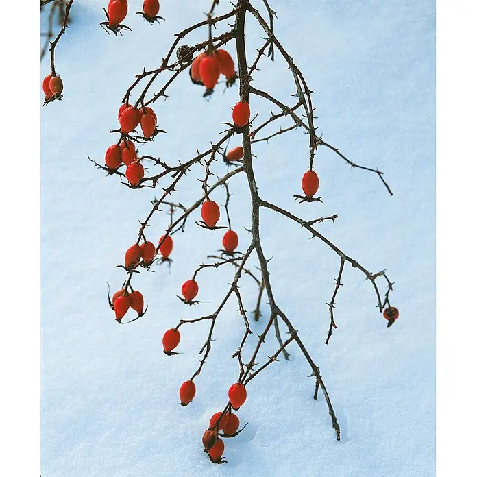 Pflanzen für dich Strauchrose 60-100 cm - Rosa canina, Rosa - Leuchtend rote Hagebutten an dornigen Ästen vor winterlicher Schneekulisse.