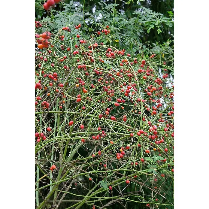 Pflanzen für dich Strauchrose 60-100 cm - Rosa canina, Rosa - Viele leuchtend rote und orange Hagebutten an einem dornigen grünen Strauch.