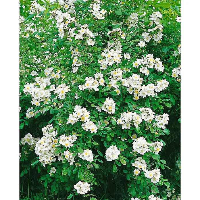Pflanzen für dich Strauchrose 60-100 cm - Rosa multiflora, Weiß - Ein leuchtend grüner Strauch, bedeckt mit Büscheln kleiner weißer Blüten mit gelben Zentren.