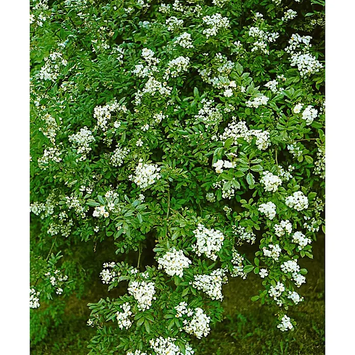 Pflanzen für dich Strauchrose 60-100 cm - Rosa multiflora, Weiß - Dichte grüne Pflanze mit vielen kleinen weißen Blüten.