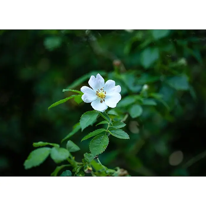 Pflanzen für dich Strauchrose 60-100 cm - Rosa multiflora, Weiß - Eine weiße Wildrose mit gelber Mitte, umgeben von grünen Blättern.