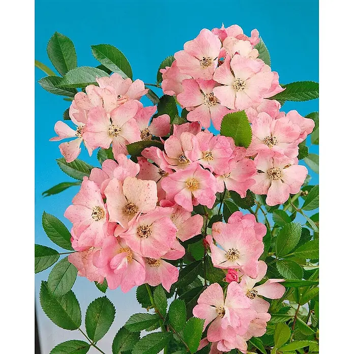 Pflanzen für dich Strauchrose 60-100 cm - Rosa multiflora, Weiß - Rosa Blüten mit sichtbaren Staubgefäßen an einer grünblättrigen Pflanze.