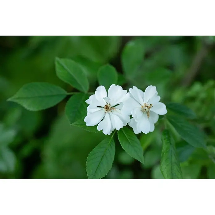 Pflanzen für dich Strauchrose 60-100 cm - Rosa multiflora, Weiß - Zwei weiße Blüten mit sichtbaren braunen Staubblättern, umgeben von grünen Blättern.