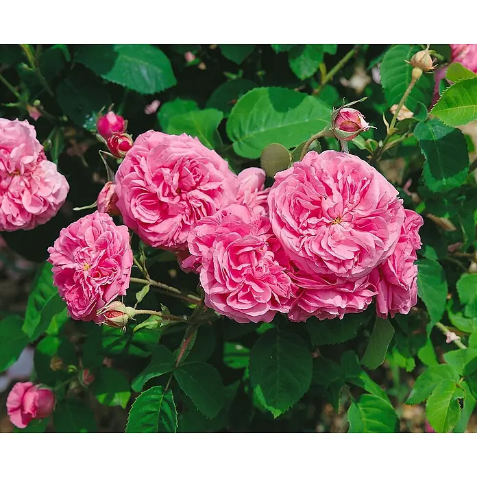 Pflanzen für dich Strauchrose 5-7,5 Liter - Rosa 'Mme Boll', Rosa - Gruppe leuchtend pinker Rosen in voller Blüte mit Knospen.