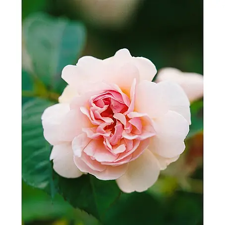 Pflanzen für dich  Strauchrose 5-7,5 Liter