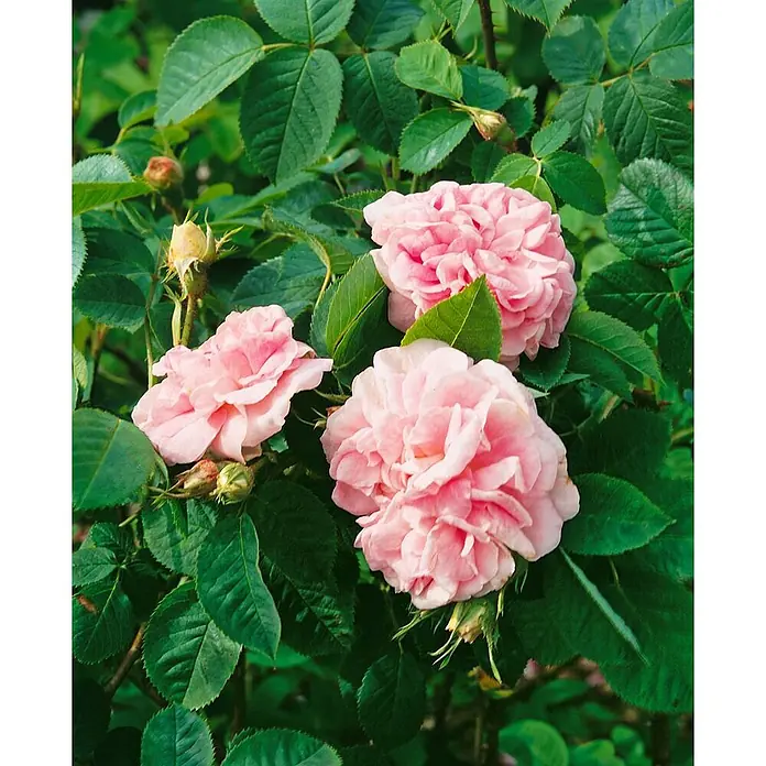 Pflanzen für dich Strauchrose 5-7,5 Liter - Rosa × alba 'Félicité Parmentier', Rosa - Üppige rosa Rosen und Knospen an einer Pflanze blühend.