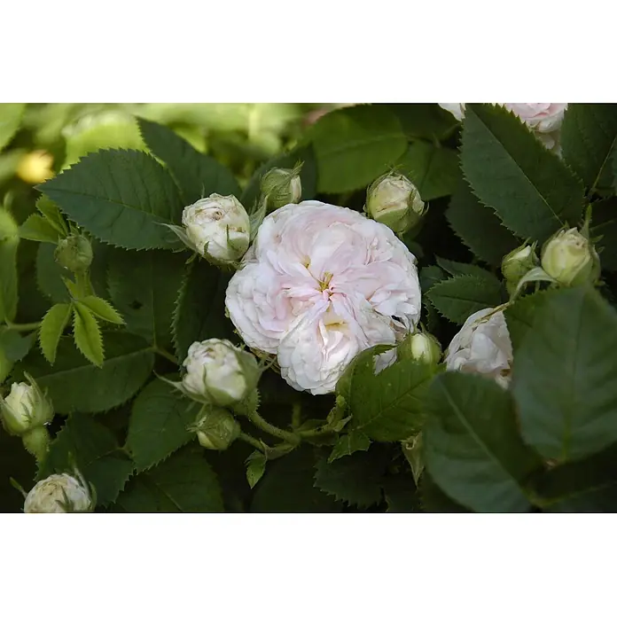 Pflanzen für dich Strauchrose 5-7,5 Liter - Rosa × alba 'Félicité Parmentier', Rosa - Hellrosa Rose umgeben von weißen Knospen und grünen Blättern, natürlich blühend.
