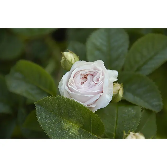 Pflanzen für dich Strauchrose 5-7,5 Liter - Rosa × alba 'Félicité Parmentier', Rosa - Hellrosa Rose in Blüte mit Tautropfen, umgeben von grünen Blättern und Rosenknospen.