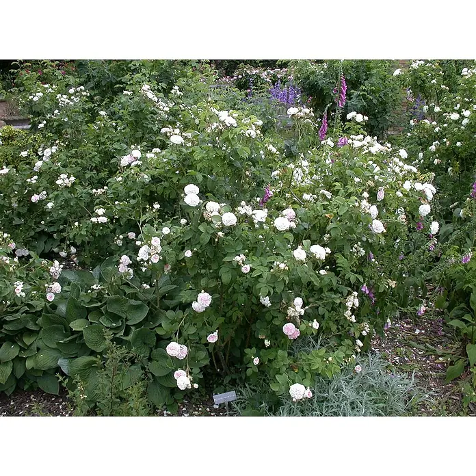 Pflanzen für dich Strauchrose 5-7,5 Liter - Rosa × alba 'Félicité Parmentier', Rosa - Ein dichter Busch bedeckt mit zarten hellrosa und weißen Rosen, durchsetzt mit violetten Fingerhütten in einem üppigen Garten.