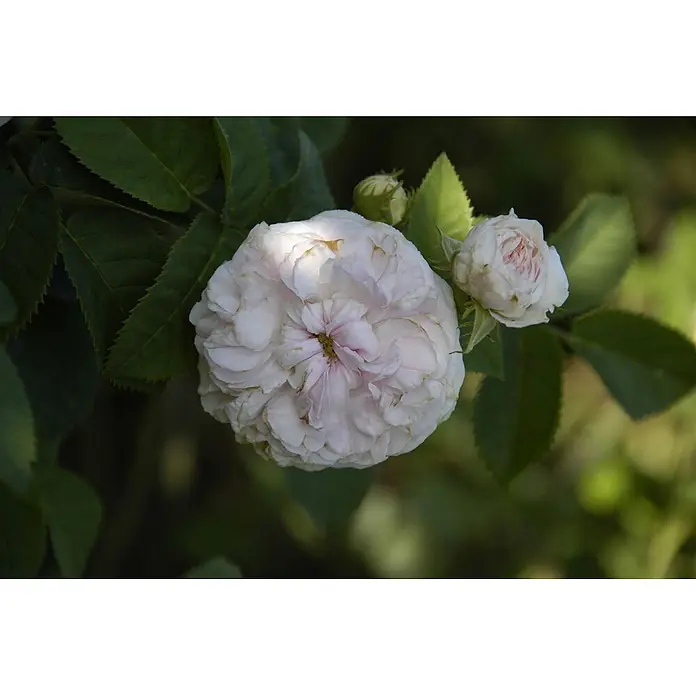 Pflanzen für dich Strauchrose 5-7,5 Liter - Rosa × alba 'Félicité Parmentier', Rosa - Eine voll erblühte hellrosa Rose mit einer kleineren Knospe und grünen Blättern.
