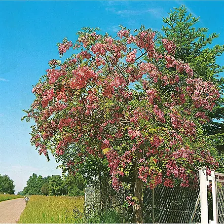 Pflanzen für dich  Strauchrose Borsten-Robinie