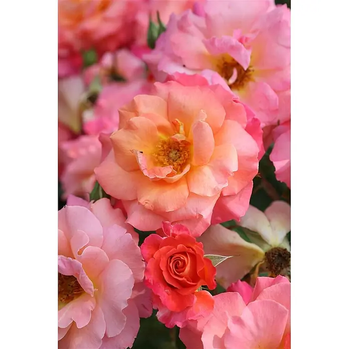 Pflanzen für dich Strauchrose 5-7,5 Liter - Rosa 'Freisinger Morgenröte', Mehrfarbig - Nahaufnahme leuchtender rosa, pfirsichfarbener und oranger Rosen in voller Blüte, mit kleineren Knospen sichtbar.