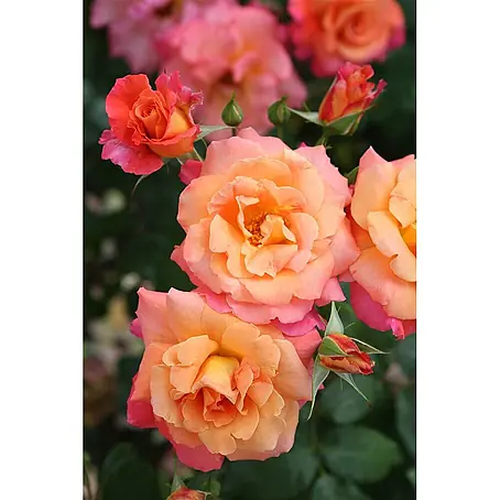 Pflanzen für dich  Strauchrose 5-7,5 Liter