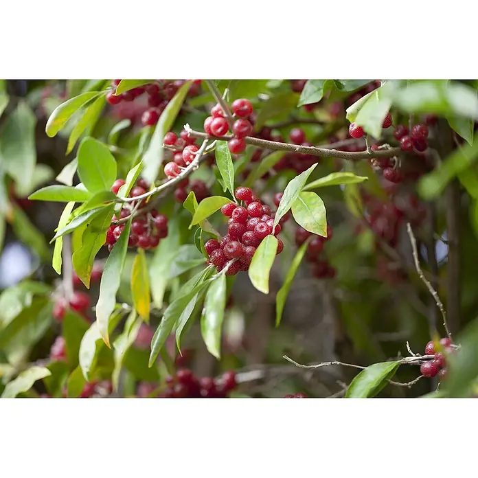 Pflanzen für dich Wintergrüne Ölweide 100-125 cm - Elaeagnus multiflora, 100 cm - 125 cm - Ansammlungen von roten, gesprenkelten Beeren an einem Ast mit grünen Blättern.