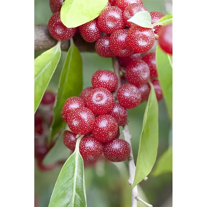 Pflanzen für dich Wintergrüne Ölweide 100-125 cm - Elaeagnus multiflora, 100 cm - 125 cm - Helle rote, gesprenkelte Beeren in Trauben an einem Ast mit grünen Blättern.