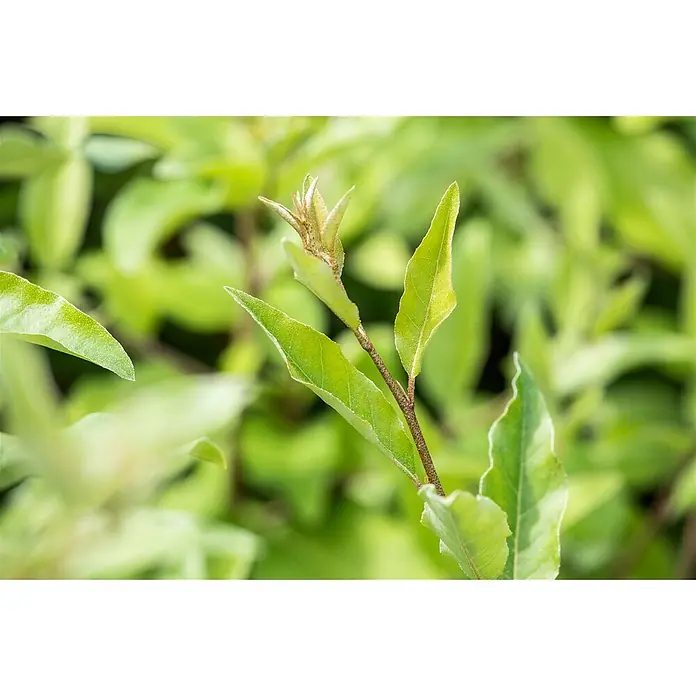 Pflanzen für dich Wintergrüne Ölweide 100-125 cm - Elaeagnus multiflora, 100 cm - 125 cm - Nahaufnahme eines grünen Pflanzenzweigs mit frischen, hellgrünen Blättern und einer neuen Knospe.