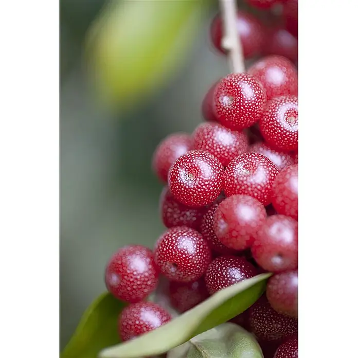 Pflanzen für dich Wintergrüne Ölweide 100-125 cm - Elaeagnus multiflora, 100 cm - 125 cm - Rote, gesprenkelte Beeren an einem Zweig.