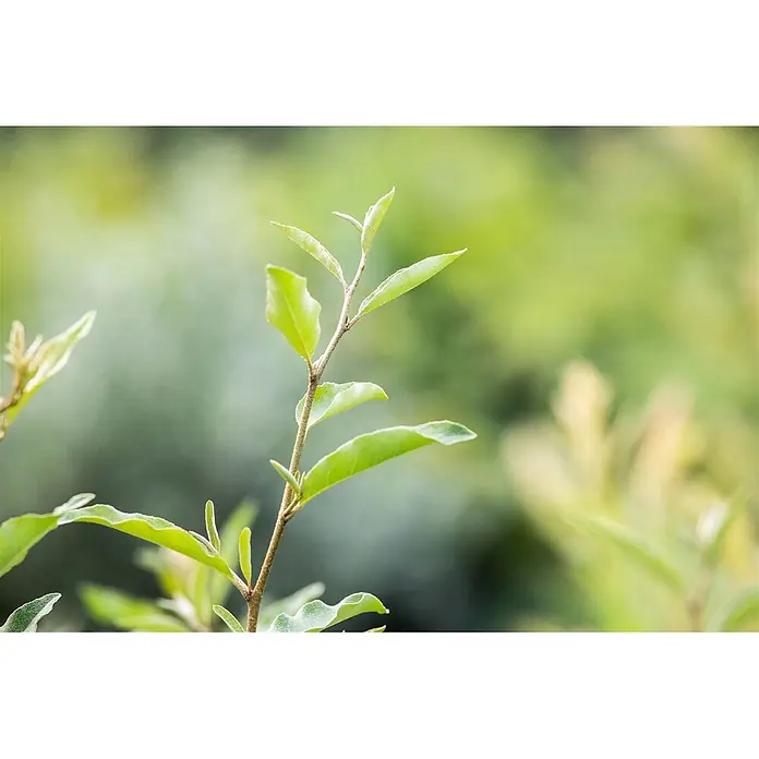 Pflanzen für dich Wintergrüne Ölweide 100-125 cm - Elaeagnus multiflora, 100 cm - 125 cm - Junge Pflanze mit frischen grünen Blättern.