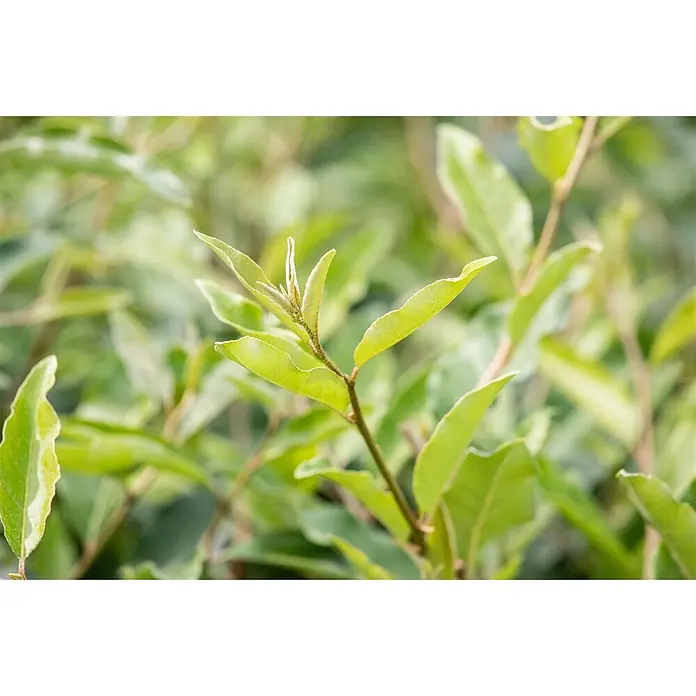 Pflanzen für dich Wintergrüne Ölweide 100-125 cm - Elaeagnus multiflora, 100 cm - 125 cm - Nahaufnahme eines Pflanzenstiels mit frischen, hellgrünen Blättern und neuen Trieben.