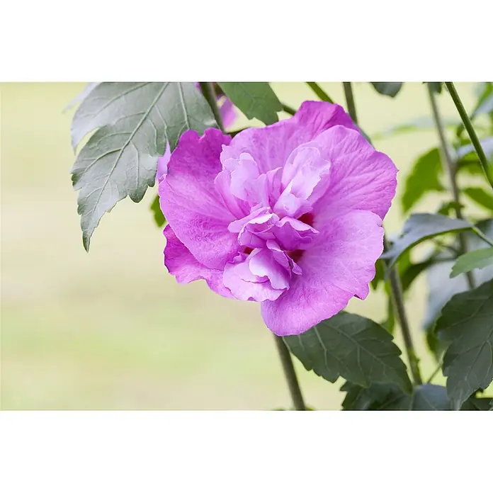 Pflanzen für dich Garteneibisch 40-60 cm - Hibiscus syriacus 'Purple Ruffles', Aktuelle Wuchshöhe: 40 cm - 60 cm - Doppeltblütige rosa Hibiskusblüte, die inmitten grüner Blätter blüht.