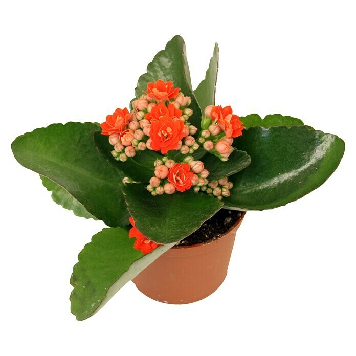 Piardino Flammendes Käthchen Mini (Kalanchoe blossfeldiana, Topfgröße: 7 cm, Rot)