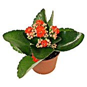 Piardino Flammendes Käthchen Mini (Kalanchoe blossfeldiana, Topfgröße: 7 cm, Rot)