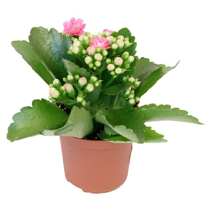 Piardino Flammendes Käthchen Mini (Kalanchoe blossfeldiana, Topfgröße: 7 cm, Rosa)