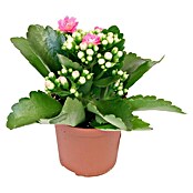 Piardino Flammendes Käthchen Mini (Kalanchoe blossfeldiana, Topfgröße: 7 cm, Rosa)