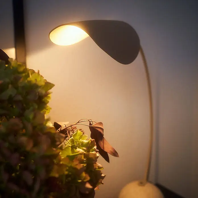 Lucande Tischleuchte Rivera - alu / grau / zink, alu / grau / zink, G9 - Eine moderne, gebogene Lampe mit warmem Licht beleuchtet eine Pflanze und schafft eine gemütliche Atmosphäre.