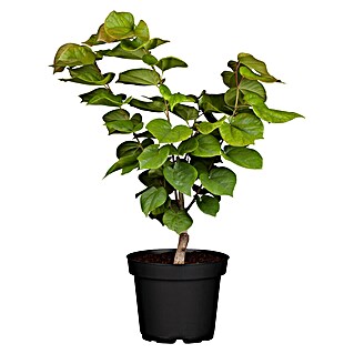 Piardino Judasbaum (Cercis chinensis 'Avondale')