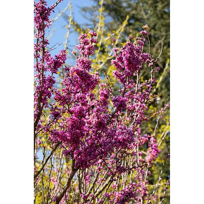 Piardino Judasbaum - Cercis chinensis 'Avondale' - Leuchtend pinke Blüten an Baumzweigen.