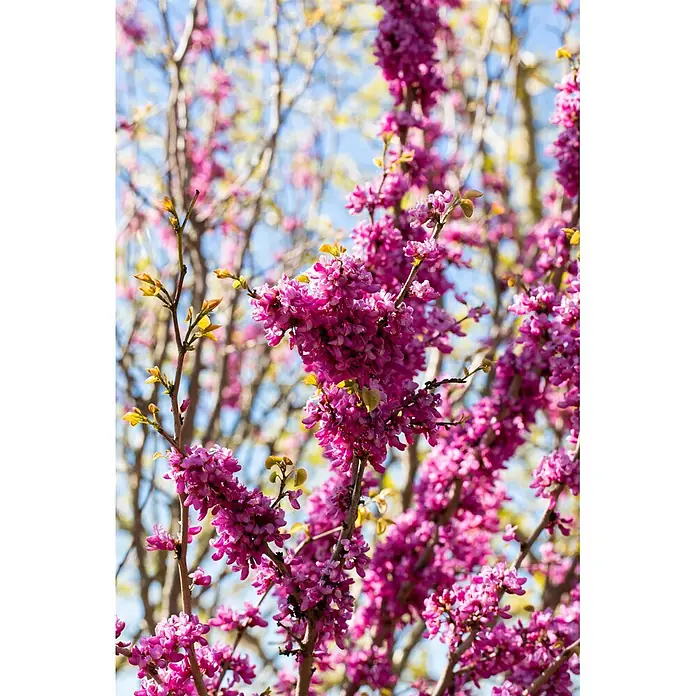 Piardino Judasbaum - Cercis chinensis 'Avondale' - Nahaufnahme leuchtend pinker Blüten an einem Ast mit jungen grünen Blättern im Frühling.