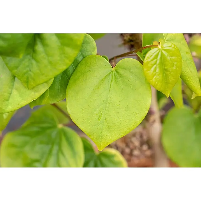 Piardino Judasbaum - Cercis chinensis 'Avondale' - Leuchtend grünes, herzförmiges Blatt mit Wassertropfen, umgeben von anderem grünem Laub.