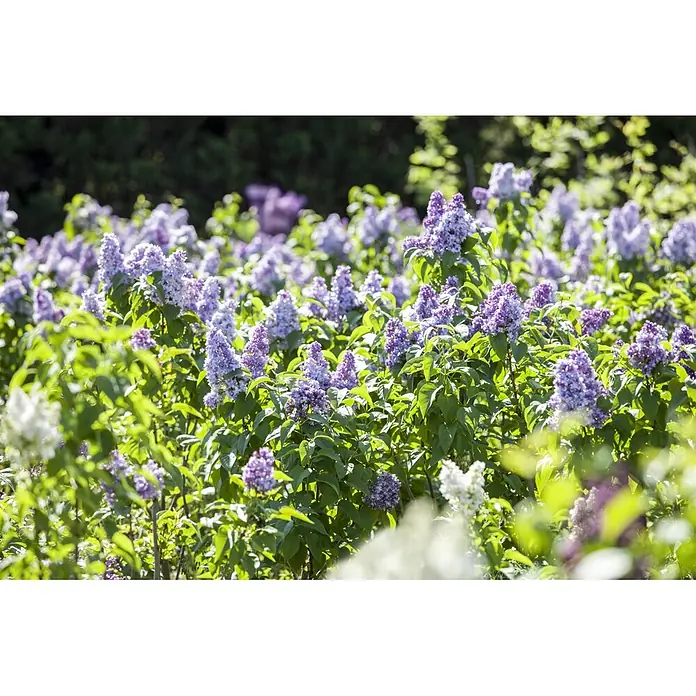 Piardino Flieder - Syringa vulgaris, Topfvolumen: 10 l - Üppige lila Fliederbüsche in voller Blüte mit hellvioletten Blüten und leuchtend grünen Blättern im hellen Sonnenlicht.