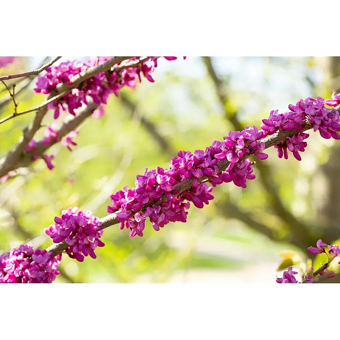 Piardino Judasbaum - Cercis chinensis 'Avondale' - Leuchtend pinke Blüten blühen üppig an einem braunen Ast, vor einem weichen, verschwommenen grün-gelben Hintergrund.