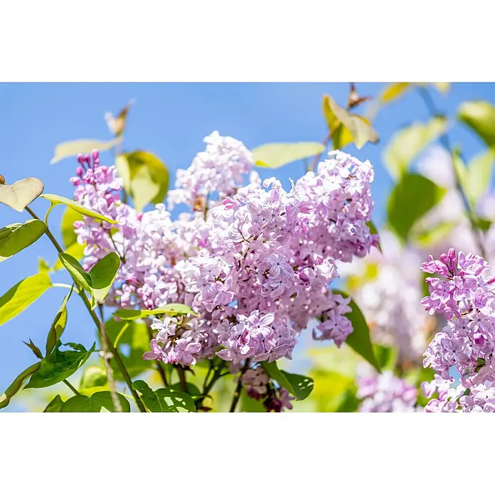 Piardino Flieder - Syringa vulgaris, Topfvolumen: 10 l - Nahaufnahme von leuchtend hellvioletten Lilablüten mit grünen Blättern vor hellblauem Himmel.