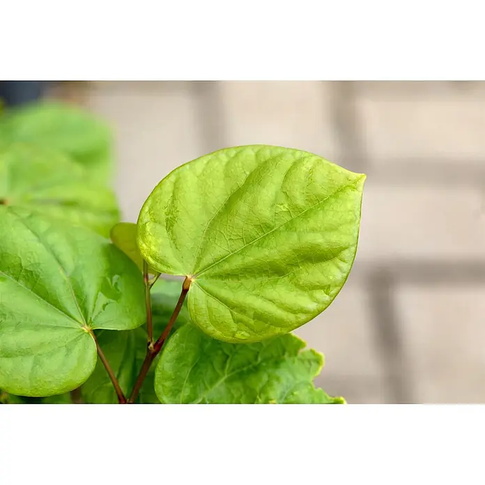 Piardino Judasbaum - Cercis chinensis 'Avondale' - Nahaufnahme von lebendigen, herzförmigen grünen Blättern mit deutlichen Adern und glitzernden Wassertropfen.
