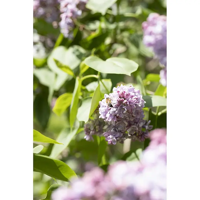 Piardino Flieder - Syringa vulgaris, Topfvolumen: 10 l - Eine Biene auf einem Büschel lila Fliederblüten.