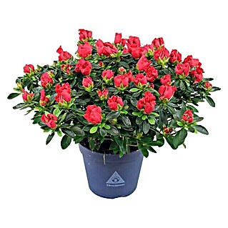 Piardino Zimmerazalee (Rhododendron simsii Long Life, Topfgröße: 13 cm, Rot)