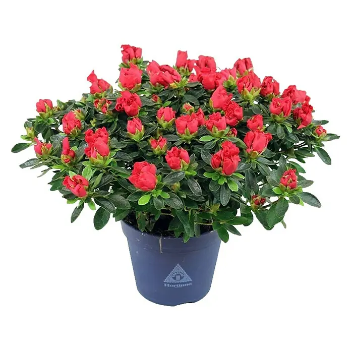Piardino Zimmerazalee - Rhododendron simsii Long Life, Topfgröße: 13 cm, Rot - Eine rote Azalee im Topf mit üppigen Blüten und grünen Blättern, ideal als Zimmerpflanze oder Geschenk.