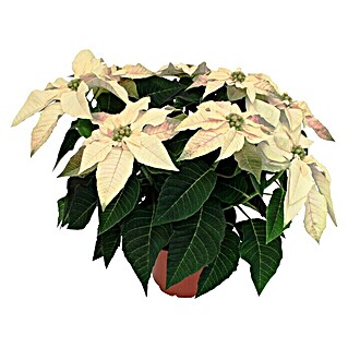 Piardino Weihnachtsstern (Euphorbia pulcherrima, Topfgröße: 14 cm, Weiß)