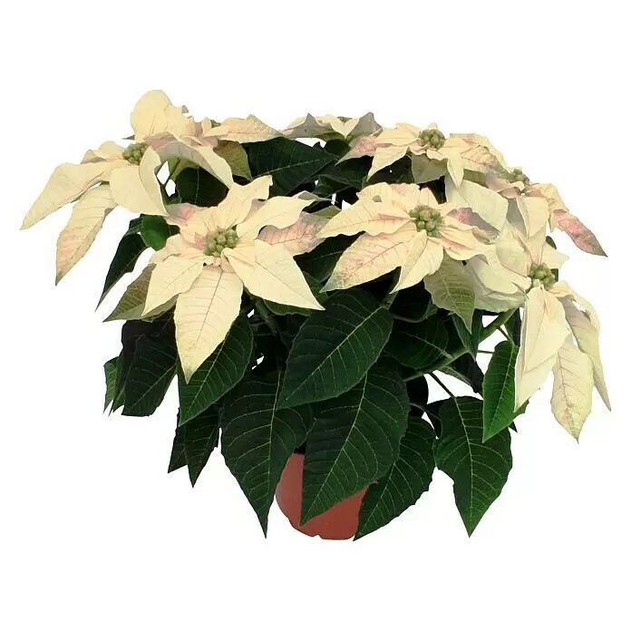 Piardino Weihnachtsstern 3-4 BrakteenEuphorbia pulcherrima, Topfgröße: 11 cm, Weiß