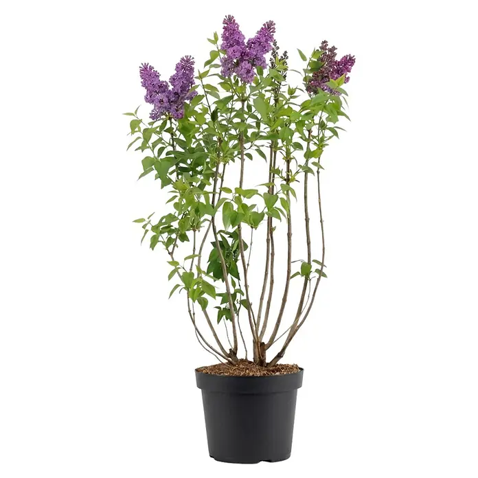 Piardino Flieder - Syringa vulgaris, Topfvolumen: 10 l - Getopfte Fliederpflanze mit violetten Blüten und grünen Blättern in schwarzem Topf.