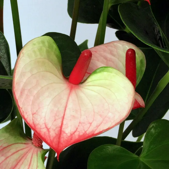 Piardino Flamingoblume Hot Lips - Anthurium x andreanum Hot Lips, Topfgröße: 12 cm, Rot/Weiß - Nahaufnahme einer Anthurie-Pflanze mit herzförmigen, rosa-weißen Hochblättern und einem roten Blütenkolben.