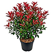 Piardino Glanzmispel Carré Rouge (Photinia fraseri 'Carré Rouge', 10 l) | BAUHAUS